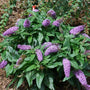 Butterfly Bush amethyst with nice green foliage and cone like lavender flowers