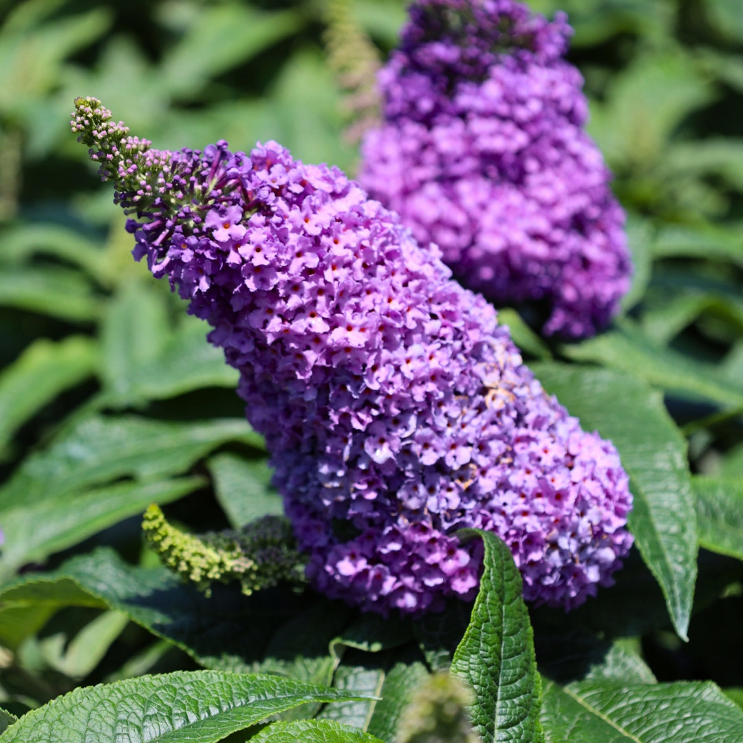 Pugster Amethyst Butterfly Bush for Sale Garden Goods Direct