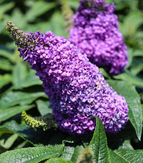 Pugster® Amethyst Butterfly Bush