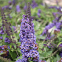 Proven Winners® Color Choice® Pugster Blue® Butterfly Bush