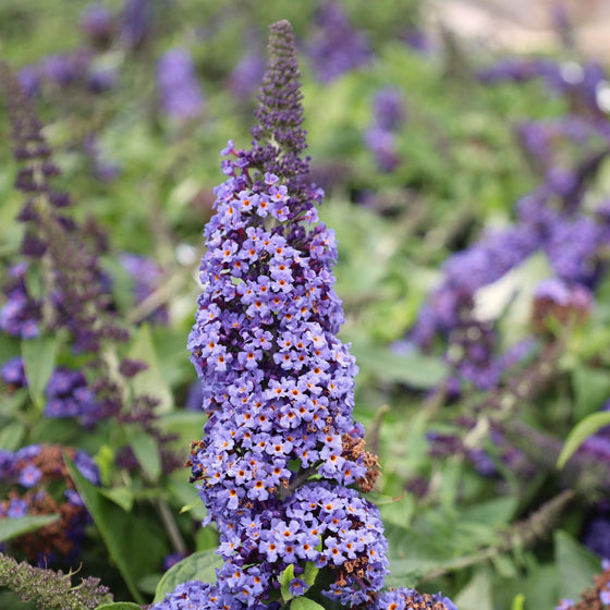 Proven Winners® Color Choice® Pugster Blue® Butterfly Bush