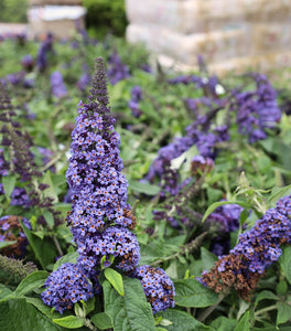 Proven Winners® Color Choice® Pugster Blue® Butterfly Bush