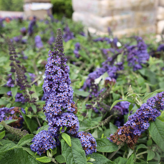 close up of the blueish purple flowers of the pugster blue butterfly bush