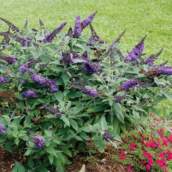 pugster blue butterfly bush is a pollinating bush that attracts butterflies