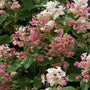 both light and dark pink flowers of the quick fire hydrangea with deep green foliage