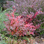 Itea virginica Scentlandia Shrub with Red and Burgundy Autumn Foliage