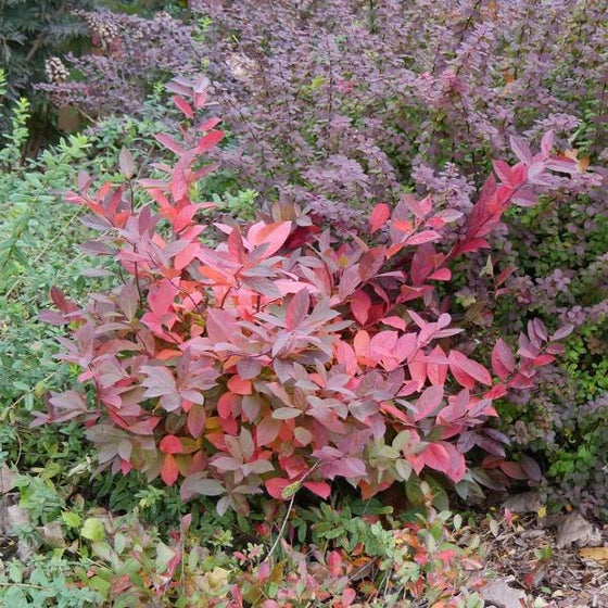 Itea virginica Scentlandia Shrub with Red and Burgundy Autumn Foliage