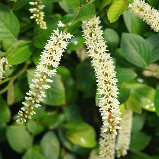 Close up of Scentlandia Itea Fragrant White Blooms in July
