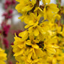 Forsythia show off starlet flowers