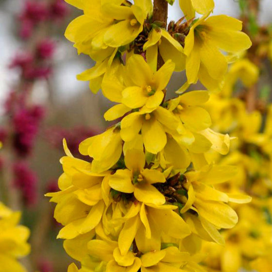 Forsythia show off starlet flowers