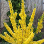 Show Off Starlet Forsythia in bloom
