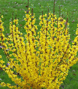 Show Off Starlet® Forsythia