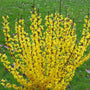 Show off Starlet Forsythia spring flowers