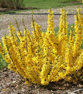 Show Off® Sugar Baby® Forsythia