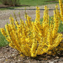 Show off Sugar Baby Forsythia covered in bright yellow flowers