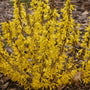 Close-up of the golden flowers of Show Off Sugar Baby Forsythia