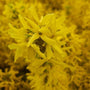 Close up of Show Off Sugar Baby Forsythia Shrub with Bright Yellow Blooms