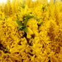 Show Off Sugar Baby Forsythia in Full Bloom with Bright Yellow Flowers