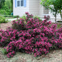 Weigela Spilled Wine Shrubs with dark foliage and deep pink blooms