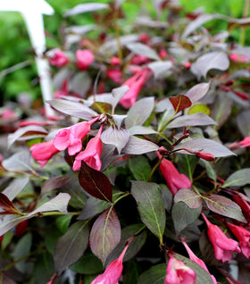 Spilled Wine® Weigela