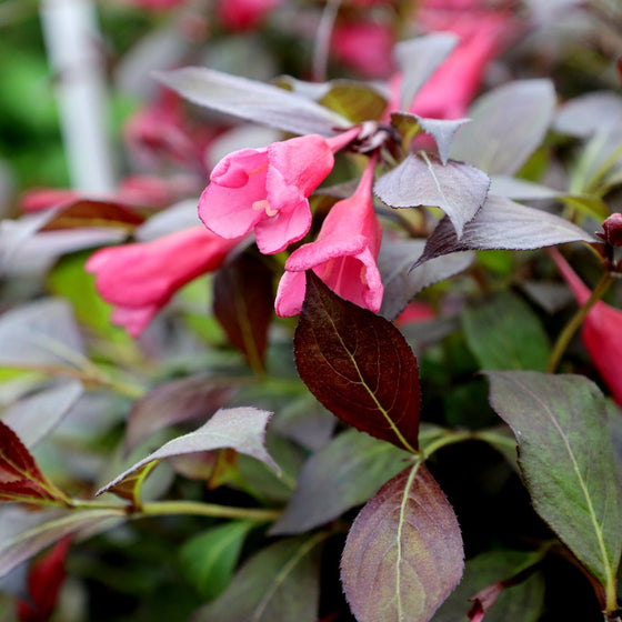 hot pink blooms on weigela shrub