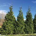 Spring Grove Arborvitae privacy tree