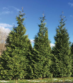 Proven Winners® Color Choice® Spring Grove® Arborvitae