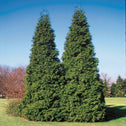 Thuja Spring Grove Evergreen tree