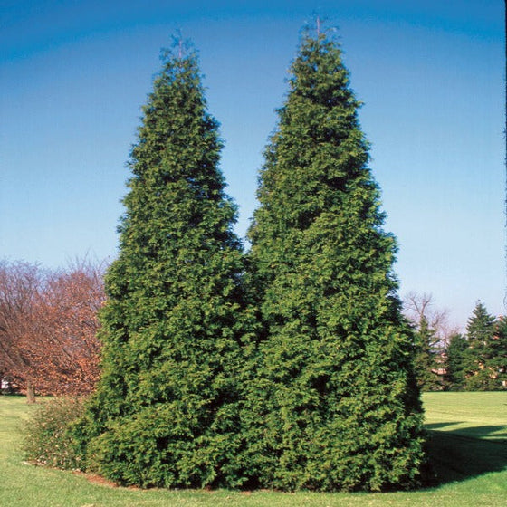 Thuja Spring Grove Evergreen tree