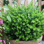Boxwood Sprinter Shrub Evergreen Plant in Pot on Patio