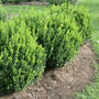 Boxwood Sprinter Shrubs Evergreen Hedge Foundation Plant in Garden