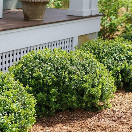 Boxwood Sprinter Shrub Classic Evergreen Hedge Lining Garden