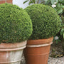 nicely shaped evergreen boxwood sprinters shrubs