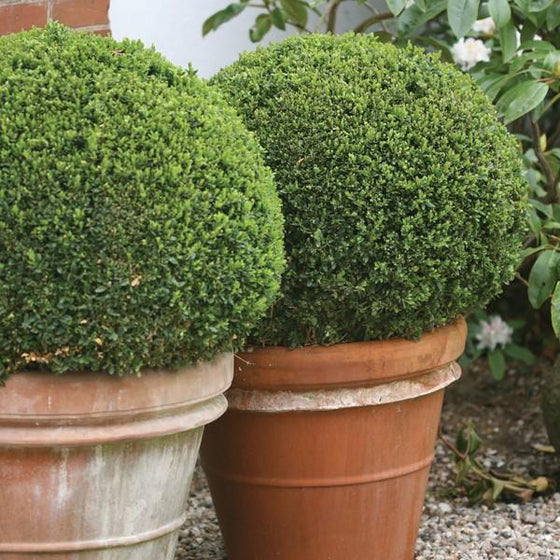 nicely shaped evergreen boxwood sprinters shrubs