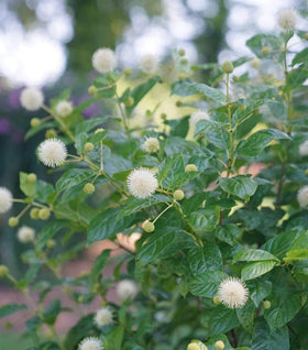 Sugar Shack® Buttonbush