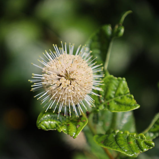 close look at the cream flower cluster on sugar shack cephalanthus