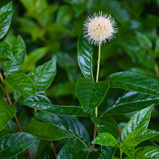 unique button bush blooms