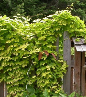 Proven Winners® Color Choice® Summer Shandy™ Hops Vine