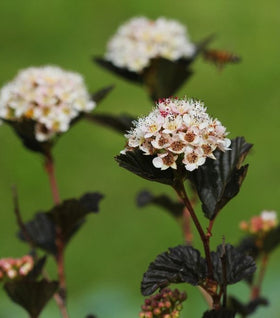 Summer Wine® Ninebark