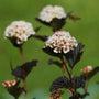 Close-up of Summer Wine Ninebark showing pink buds and white flowers above burgundy-purple leaves