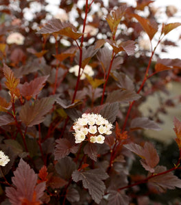 Summer Wine® Ninebark