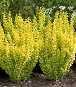 Sunjoy Gold Pillar® Barberry