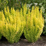 upright growing bright yellow sunjoy gold pillar barberry shrubs