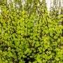 Sunjoy Gold Pillar® Barberry