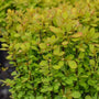 close up of golden pillar barberry ornamental plant leaves