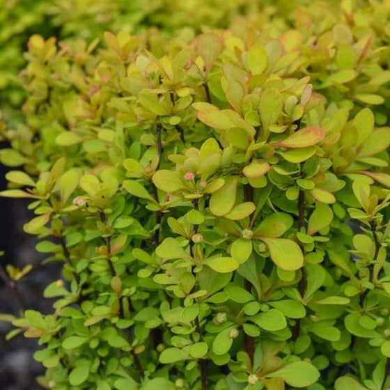 Buy Sunjoy Gold Pillar® Barberry Online | Garden Goods Direct