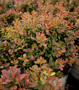 Sunjoy® Mini Salsa Barberry
