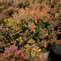Barberry Mini Salsa Shrubs showing off their heat-resistant red foliage