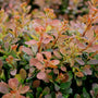 close up foliage on salsa barberry shrub
