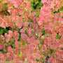 tangelo barberry shrubs have bright red and yellow evergreen foliage
